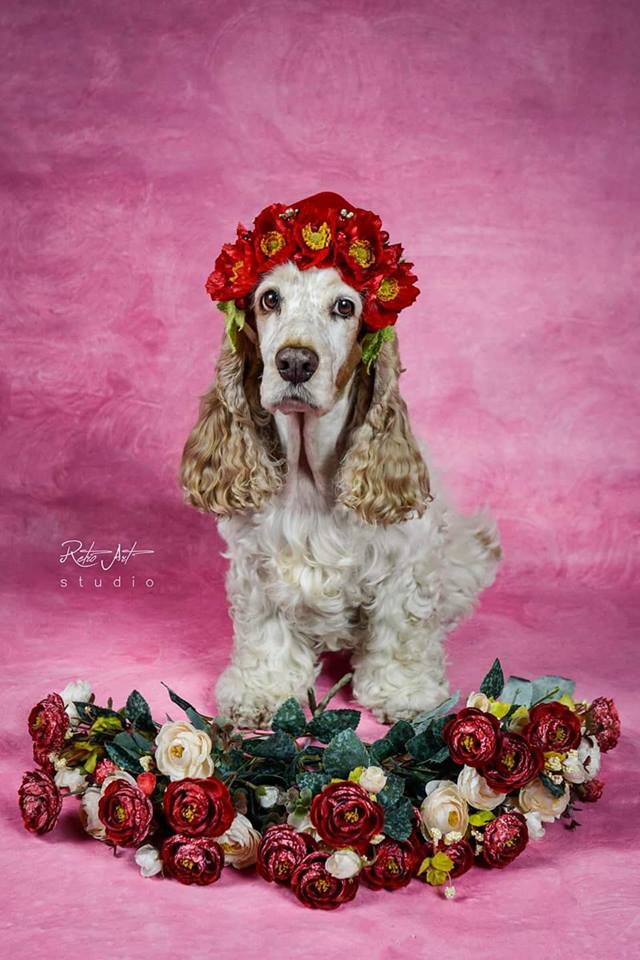 fundal foto handmade