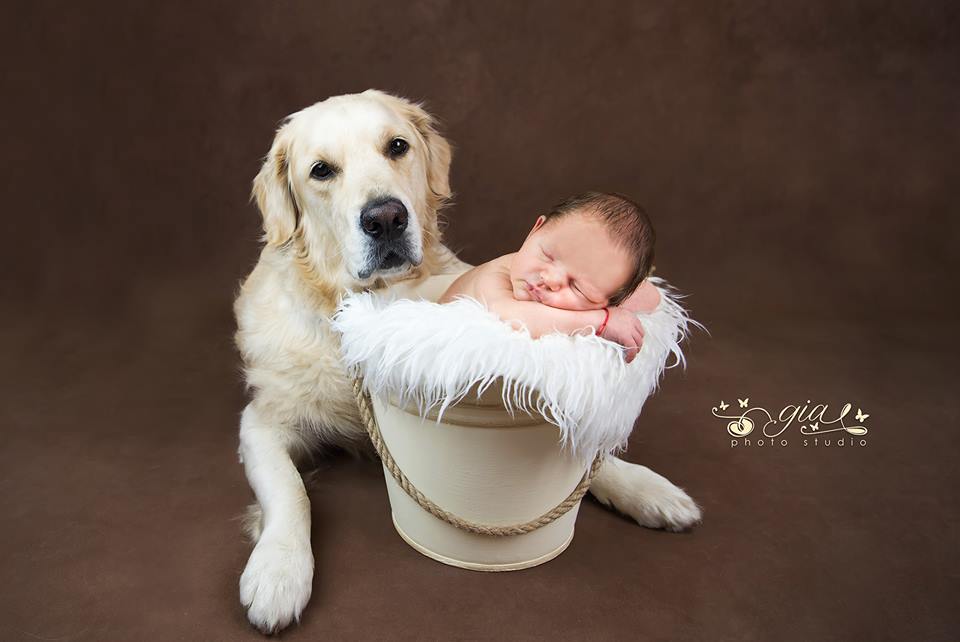 fundal foto vopsit manual